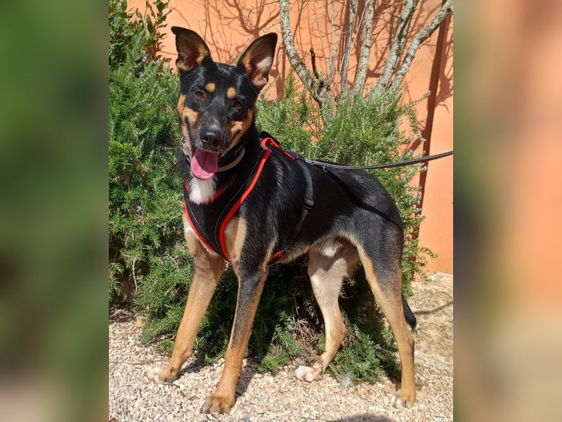 cleverer Astor sucht sein Glück