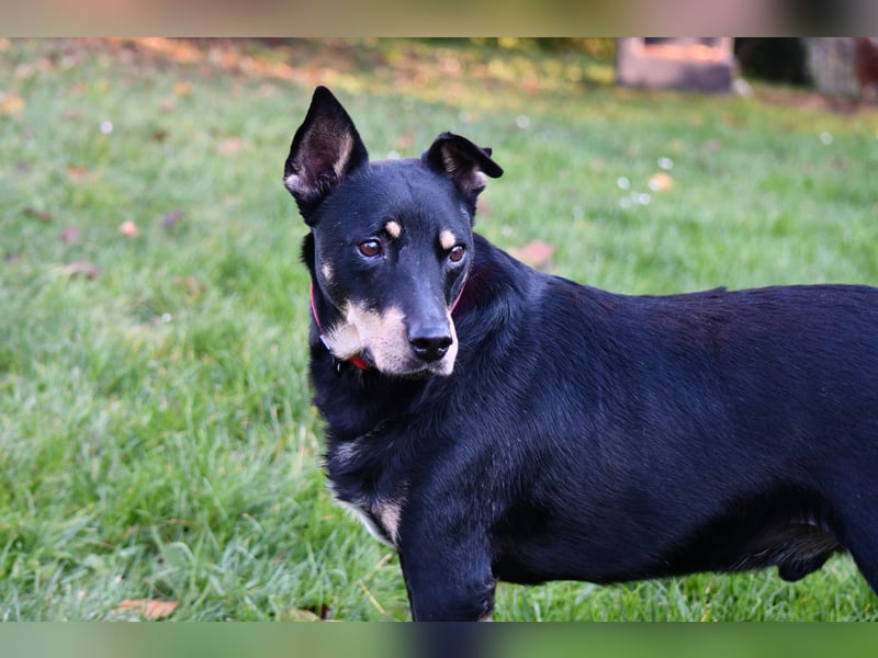 liebster Pedro sucht sein Zuhause für Immer