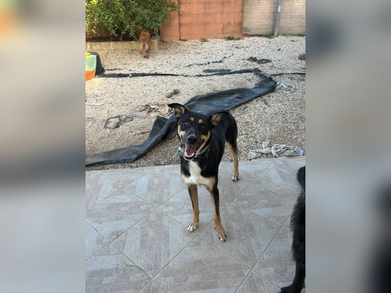 cleverer Astor sucht sein Glück