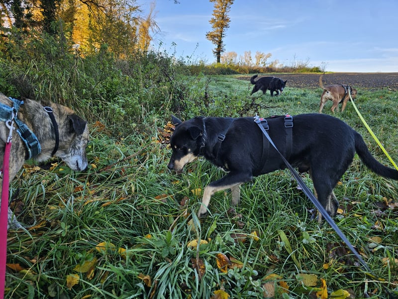 liebster Pedro sucht sein Zuhause für Immer