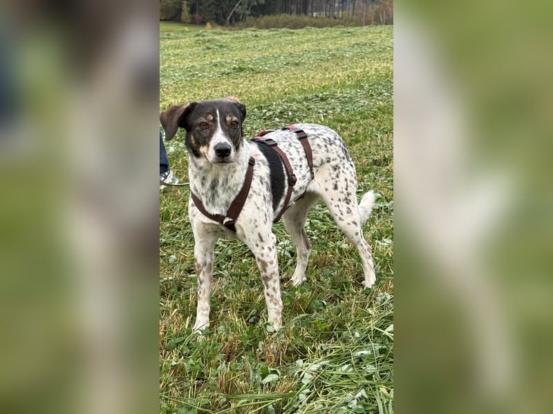 liebe Tiziana auf Pflegestelle in 88410 Bad Wurzach wartet auf Besuch liebe Tiziana auf Pflegestelle in 88410 Bad Wurzach wartet auf Besuch