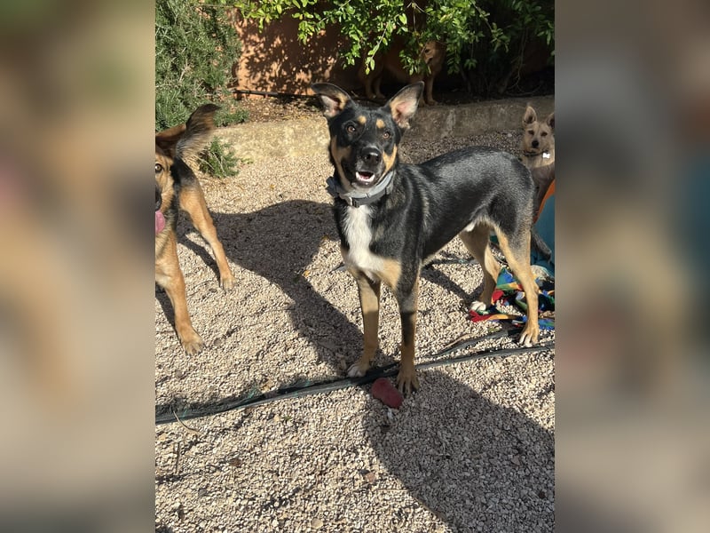 cleverer Astor sucht sein Glück