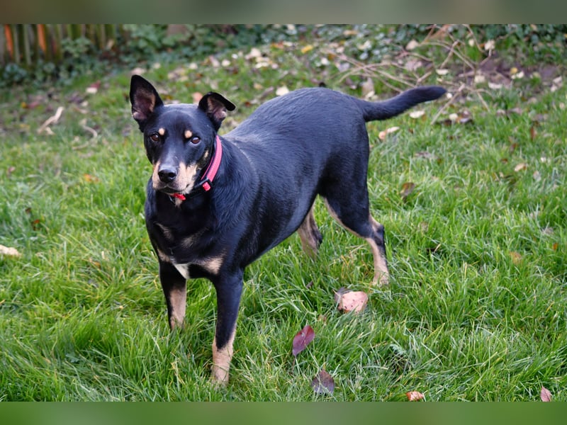 liebster Pedro sucht sein Zuhause für Immer