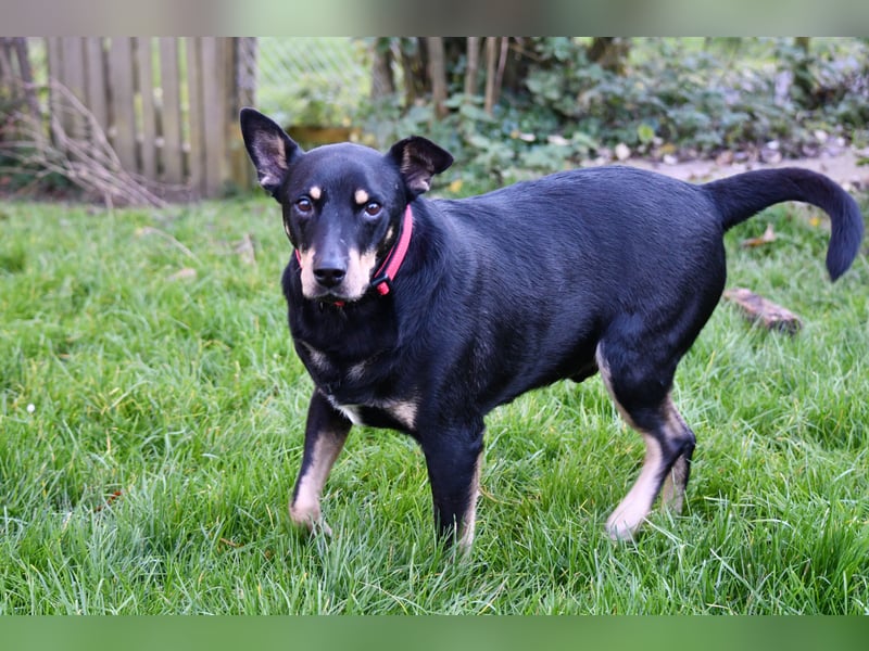 liebster Pedro sucht sein Zuhause für Immer