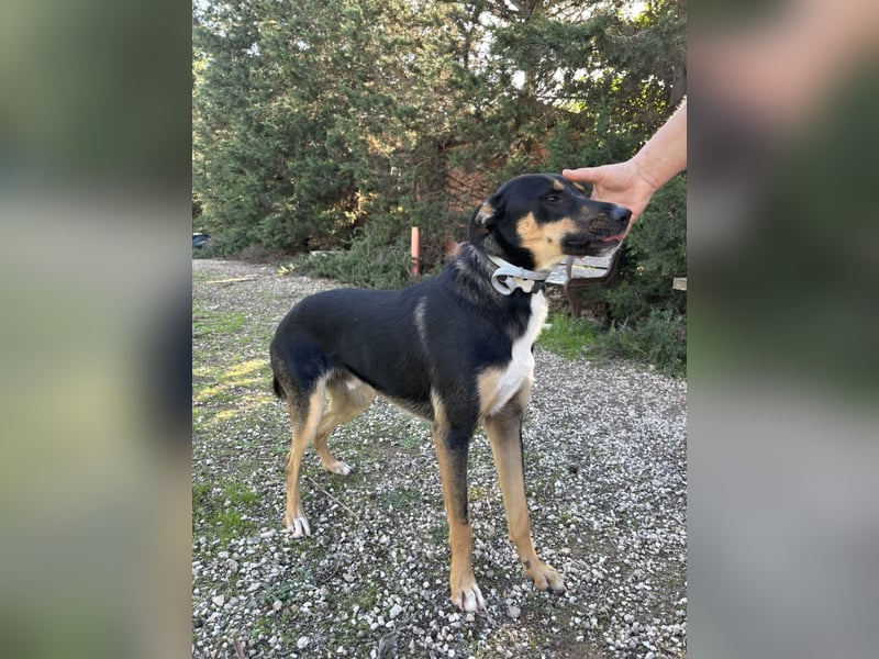 cleverer Astor sucht sein Glück