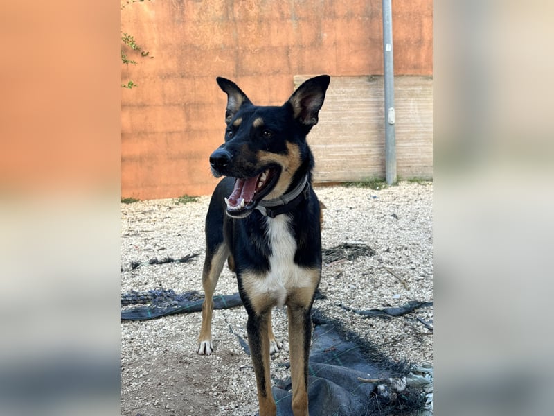 cleverer Astor sucht sein Glück