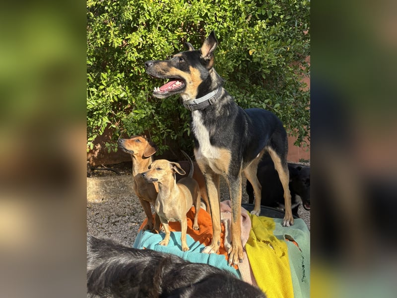 cleverer Astor sucht sein Glück