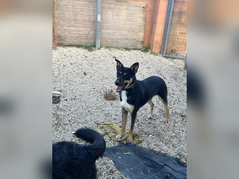 cleverer Astor sucht sein Glück