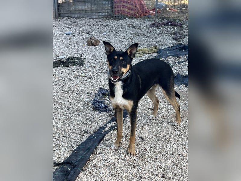 cleverer Astor sucht sein Glück