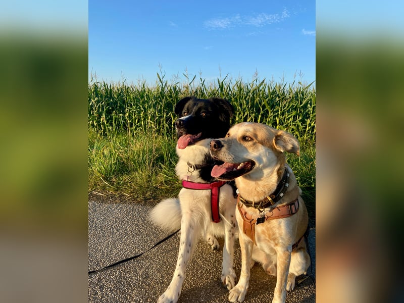 DRINGEND:  Willow in 86899 Landsberg sucht sein Zuhause