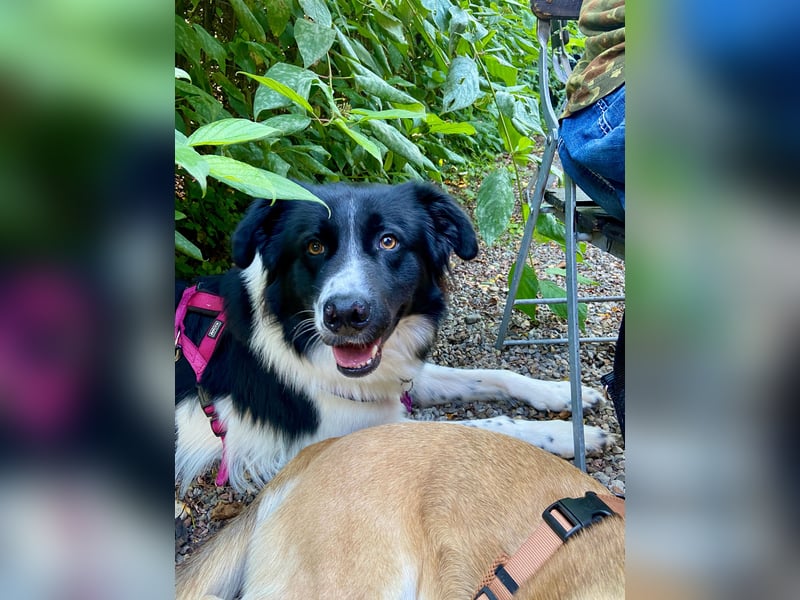 DRINGEND:  Willow in 86899 Landsberg sucht sein Zuhause