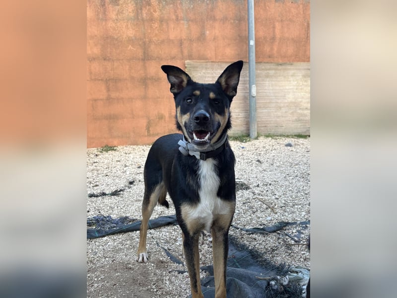 cleverer Astor sucht sein Glück