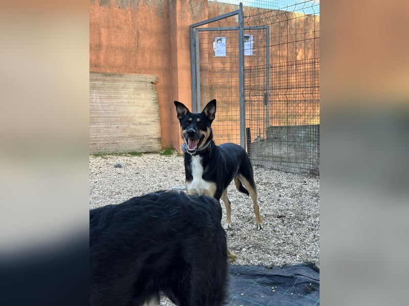 cleverer Astor sucht sein Glück