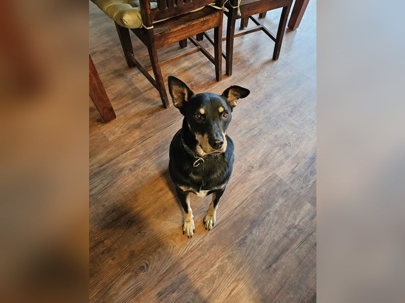 liebster Pedro sucht sein Zuhause für Immer