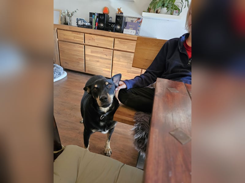 liebster Pedro sucht sein Zuhause für Immer