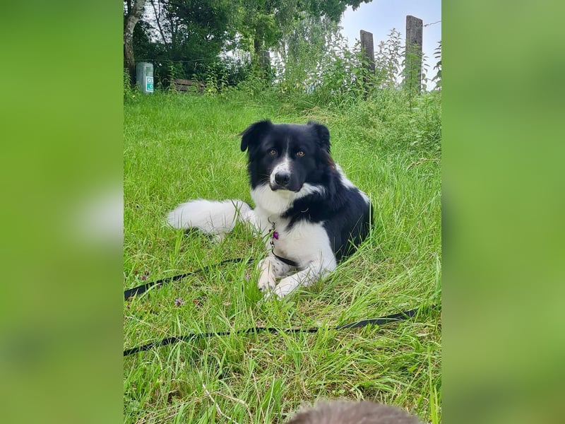 DRINGEND:  Willow in 86899 Landsberg sucht sein Zuhause