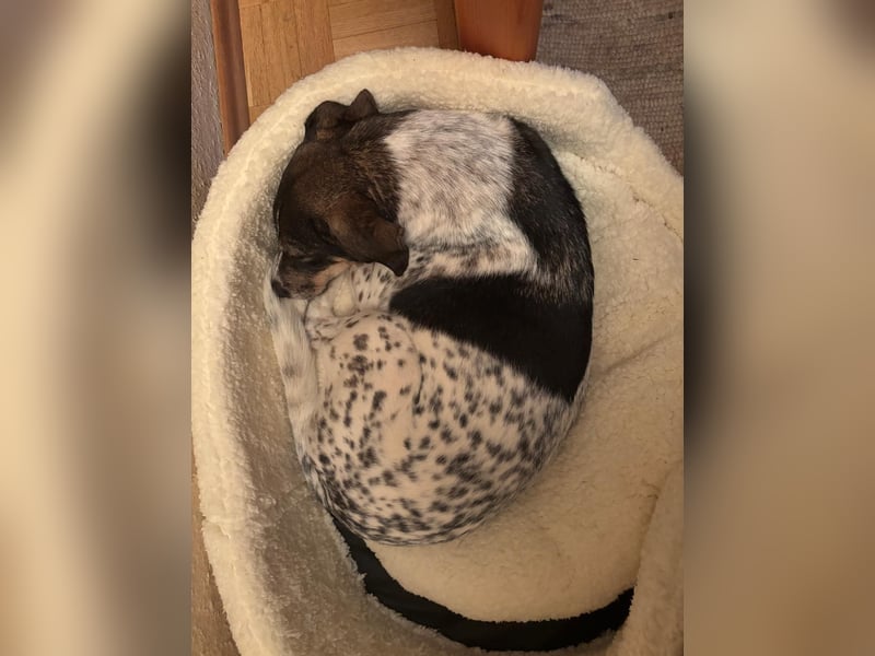 liebe Tiziana auf Pflegestelle in 88410 Bad Wurzach wartet auf Besuch liebe Tiziana auf Pflegestelle in 88410 Bad Wurzach wartet auf Besuch