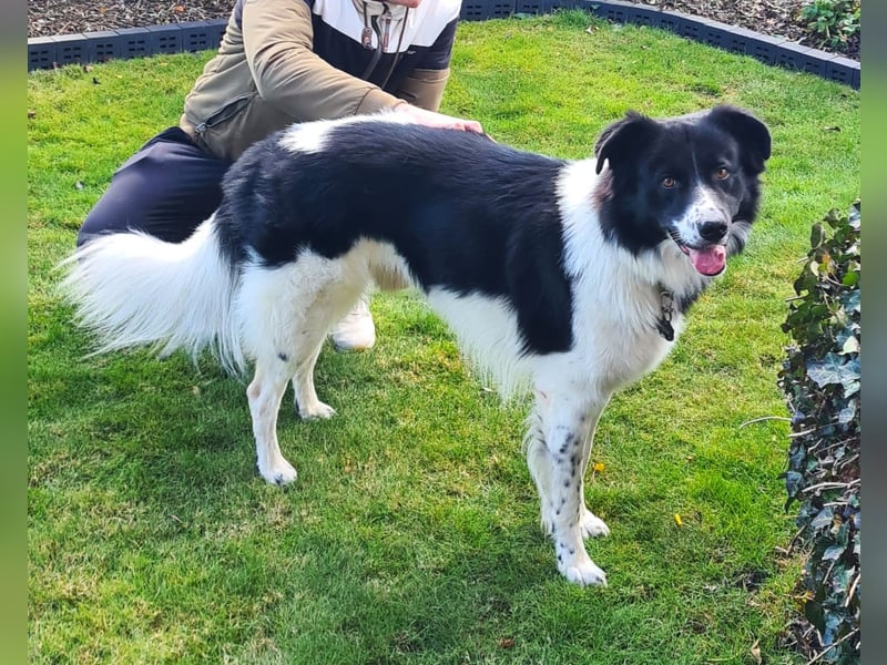 DRINGEND:  Willow in 86899 Landsberg sucht sein Zuhause