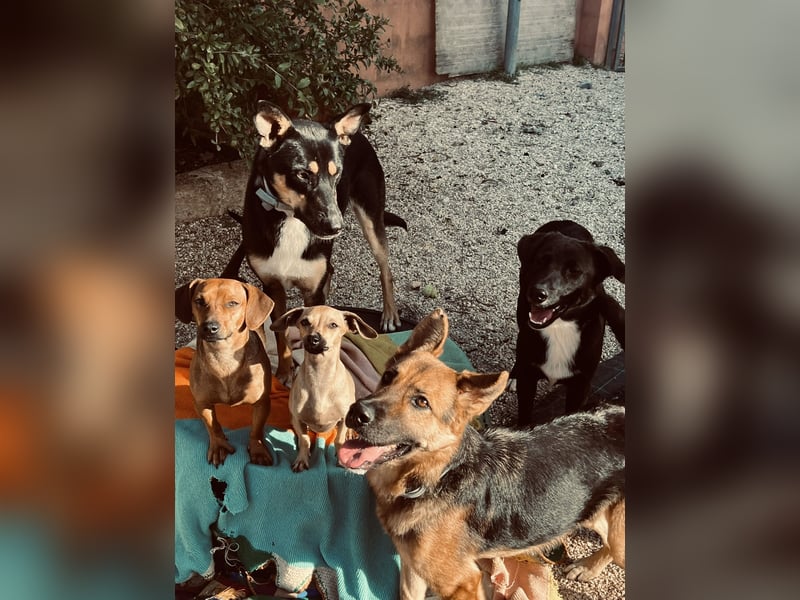 cleverer Astor sucht sein Glück