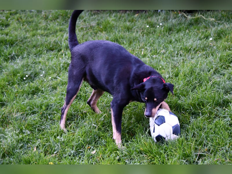 liebster Pedro sucht sein Zuhause für Immer