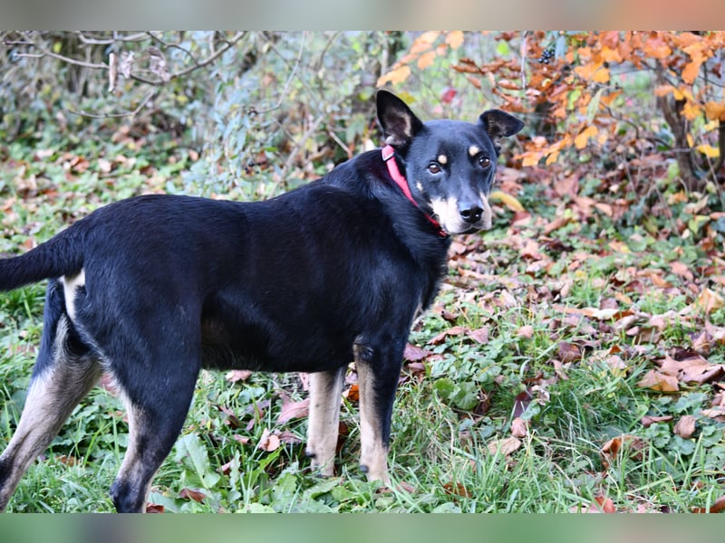 liebster Pedro sucht sein Zuhause für Immer