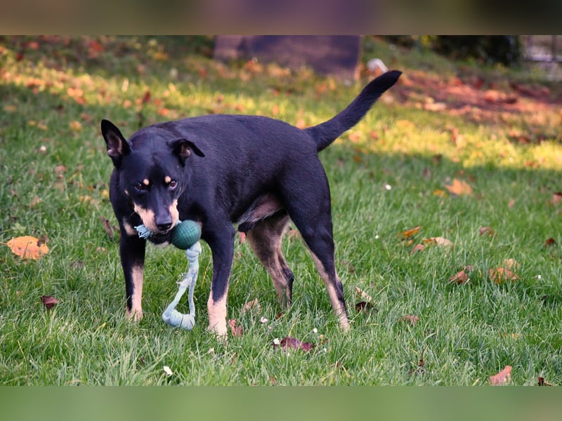 liebster Pedro sucht sein Zuhause für Immer