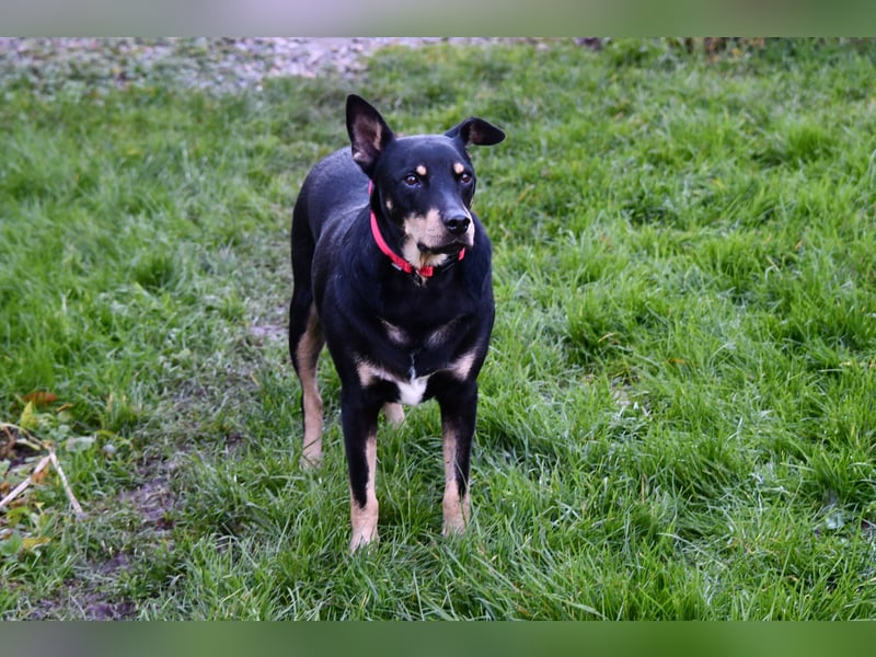 liebster Pedro sucht sein Zuhause für Immer