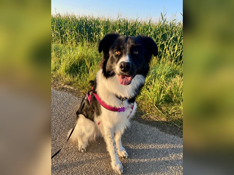 DRINGEND:  Willow in 86899 Landsberg sucht sein Zuhause