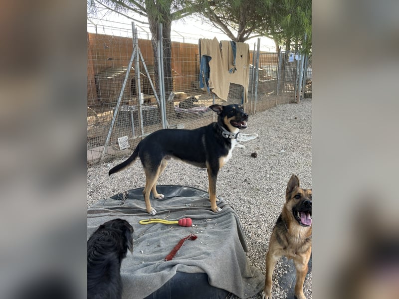 cleverer Astor sucht sein Glück