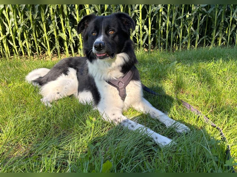 DRINGEND:  Willow in 86899 Landsberg sucht sein Zuhause