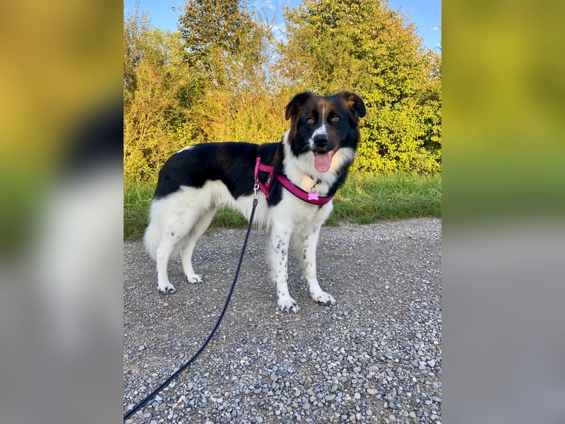 DRINGEND:  Willow in 86899 Landsberg sucht sein Zuhause