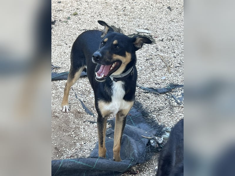 cleverer Astor sucht sein Glück