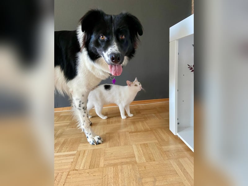 DRINGEND:  Willow in 86899 Landsberg sucht sein Zuhause