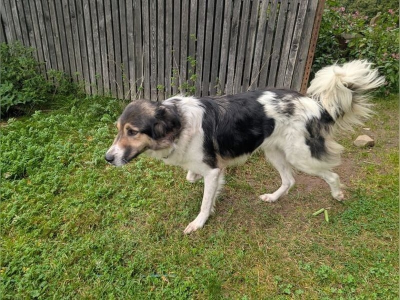 Freddy sucht seine Menschen mit Hundeverstand