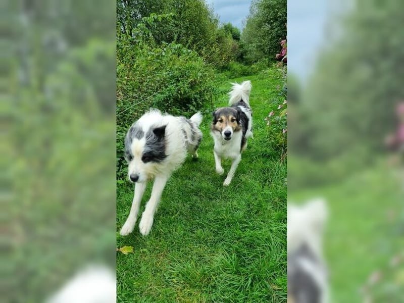 Freddy sucht seine Menschen mit Hundeverstand