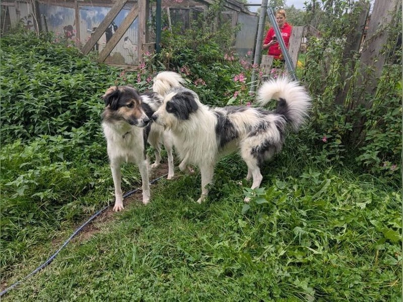 Freddy sucht seine Menschen mit Hundeverstand