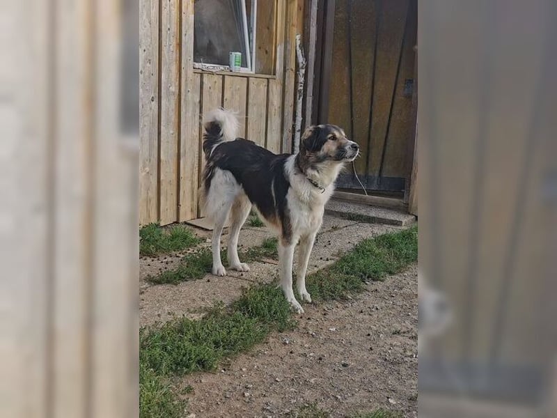 Freddy sucht seine Menschen mit Hundeverstand