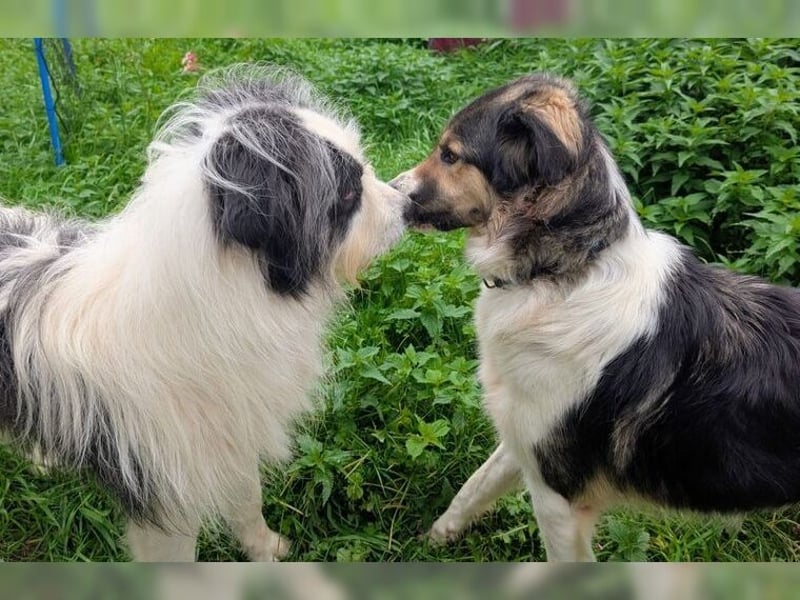 Freddy sucht seine Menschen mit Hundeverstand