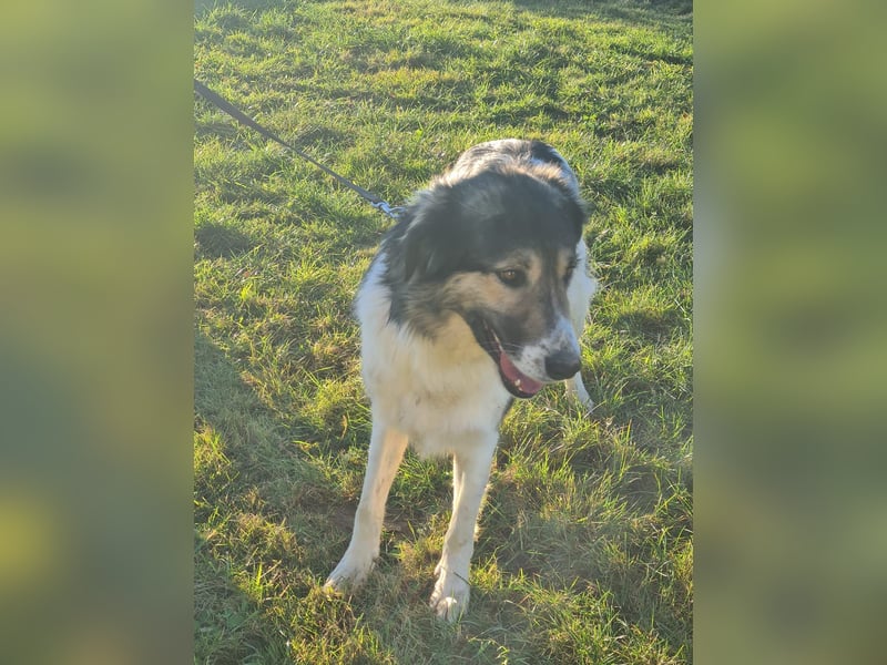 Freddy sucht seine Menschen mit Hundeverstand