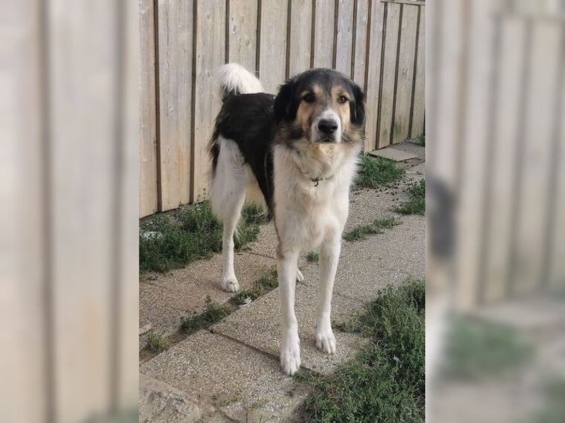 Freddy sucht seine Menschen mit Hundeverstand