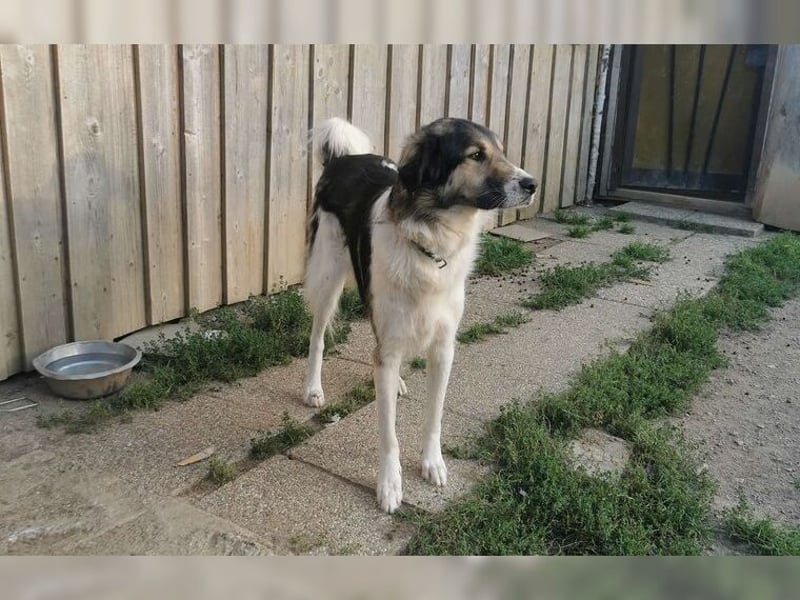 Freddy sucht seine Menschen mit Hundeverstand