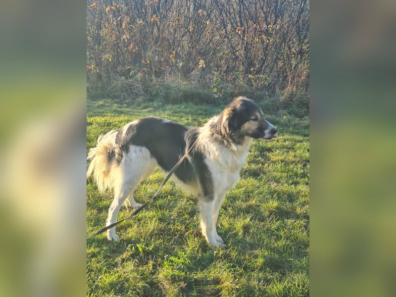 Freddy sucht seine Menschen mit Hundeverstand