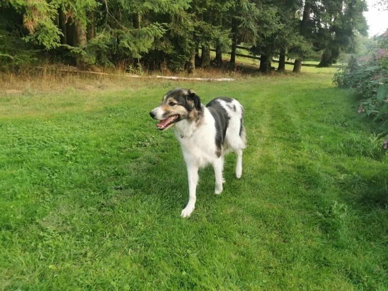 Freddy sucht seine Menschen mit Hundeverstand