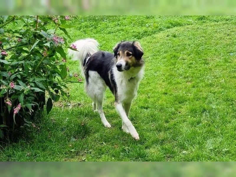 Freddy, missverstanden und entsorgt sucht er wieder seine Menschen