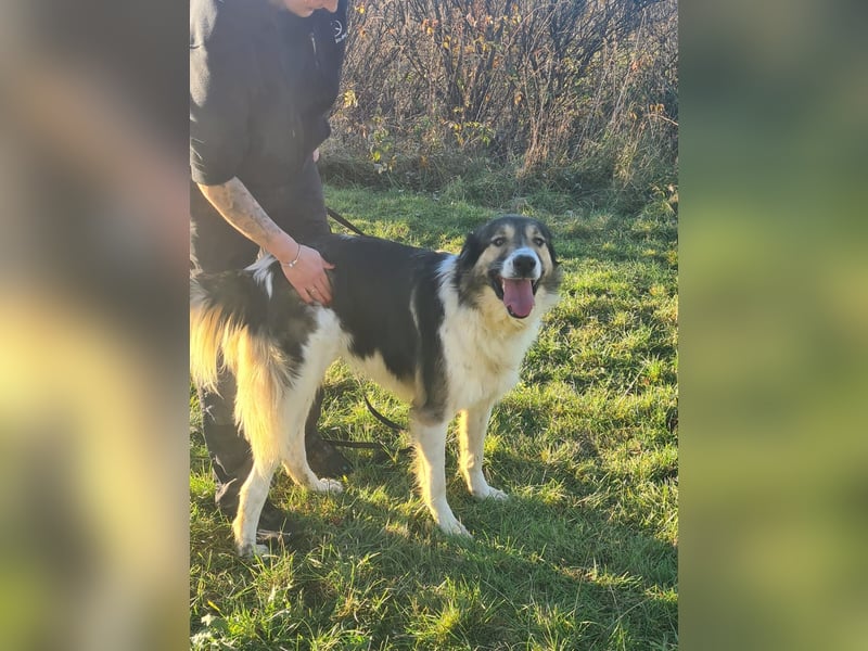 Freddy sucht seine Menschen mit Hundeverstand