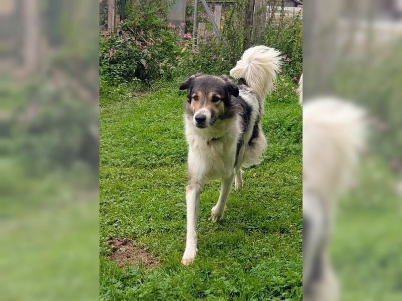 Freddy sucht seine Menschen mit Hundeverstand