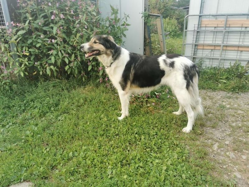 Freddy sucht seine Menschen mit Hundeverstand