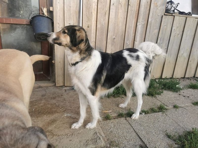 Freddy sucht seine Menschen mit Hundeverstand