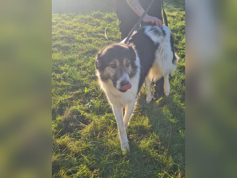 Freddy sucht seine Menschen mit Hundeverstand