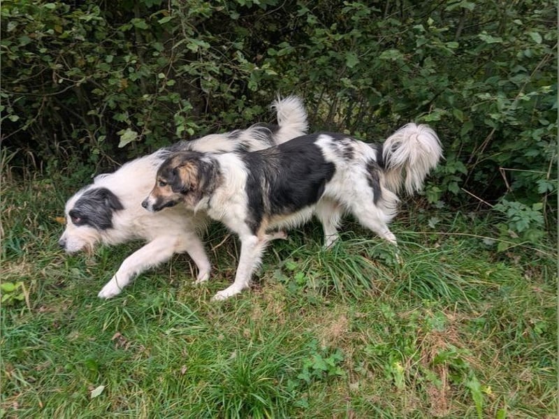 Freddy sucht seine Menschen mit Hundeverstand